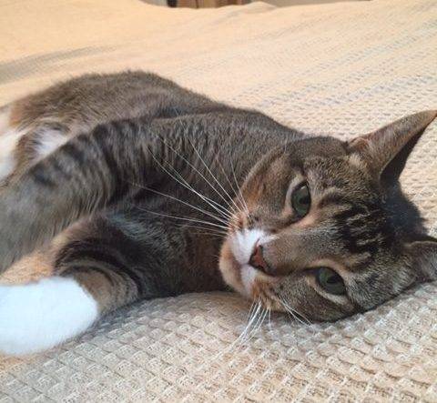 Mosi - Male Tabby Tuxedo Cat For Adoption in Dallas Texas