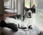 Miller, a black and white cat for adoption in san antonio texas. Miller is relaxing in his cat bed beside a window.