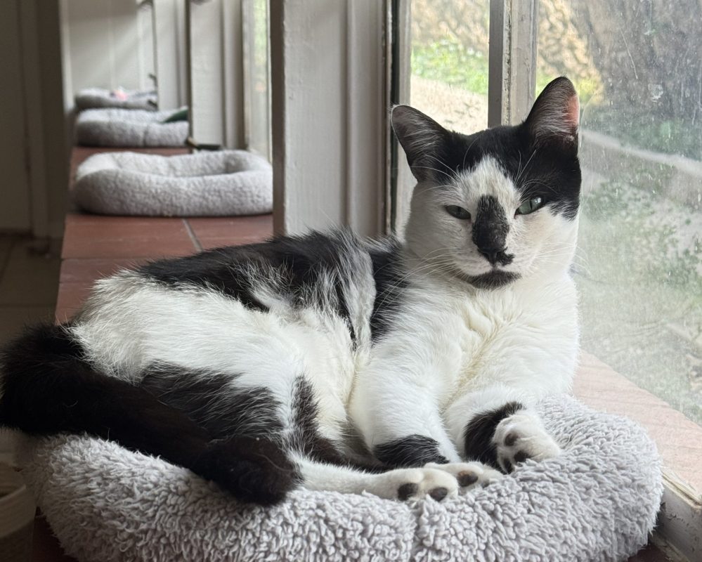 Miller, a black and white cat for adoption in san antonio texas. Miller is relaxing in his cat bed beside a window.