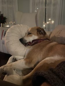 DOG FOR ADOPTION IN NASHVILLE