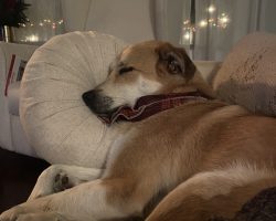 Dog for adoption in nashville
