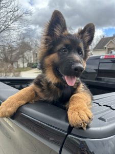 Amazing Long Coat German Shepherd Dog For Adoption In Indianapolis (Fishers) Indiana – Meet Tiger