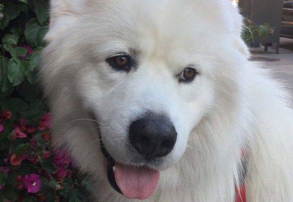 San Francisco, CA - Awesome 2YO M Great Pyrenees Mix Dog For Loving Home