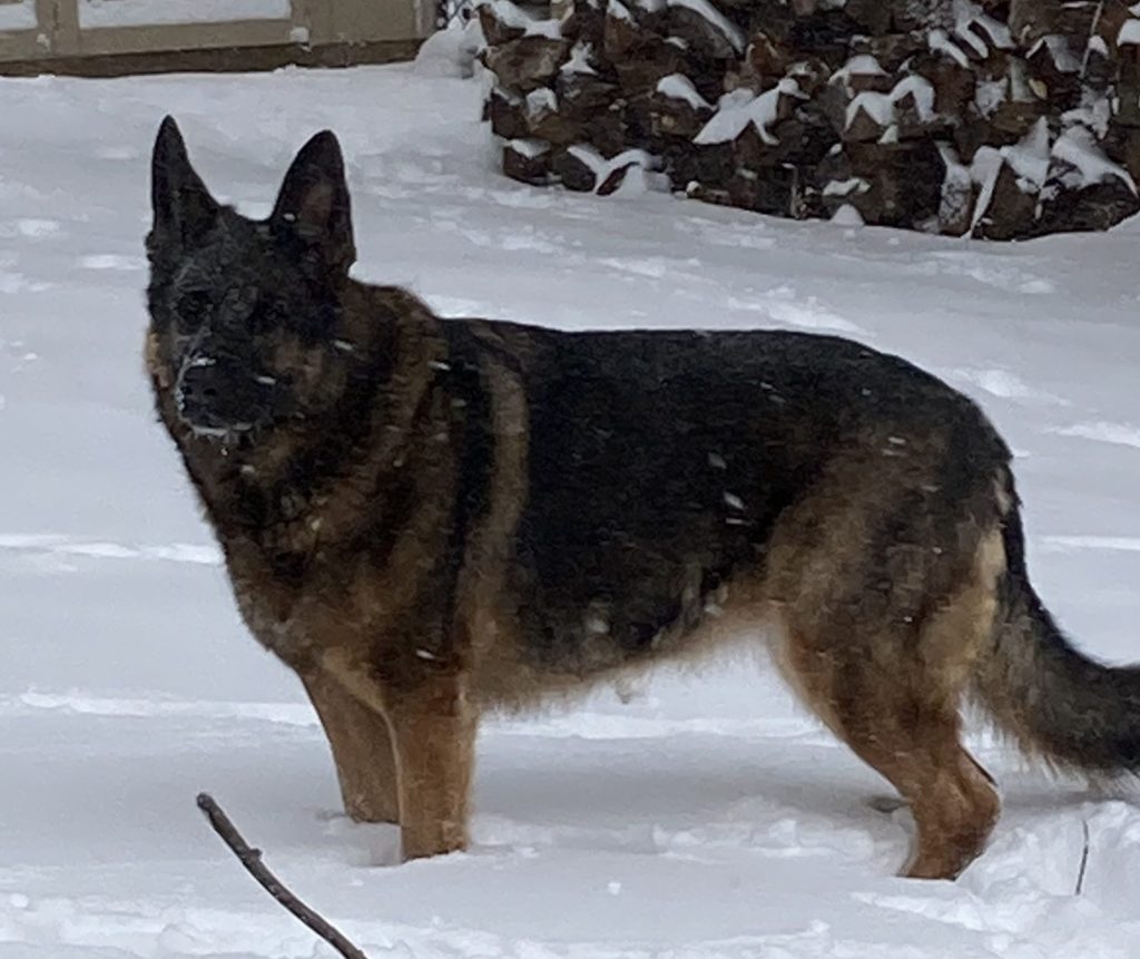 Devoted german shepherd dog for adoption in philadelphia – meet prim