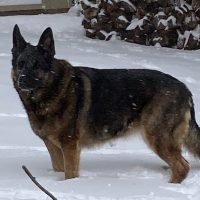 Devoted German Shepherd Dog For Adoption In Philadelphia – Meet Prim