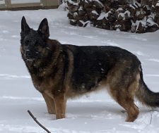 Devoted German Shepherd Dog For Adoption In Philadelphia – Meet Prim