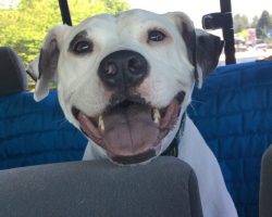 Layla - beautiful amerian pit bull terrier for adoption near seattle