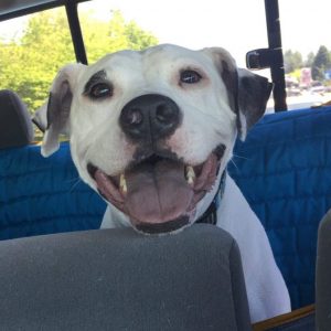 Layla - beautiful amerian pit bull terrier for adoption near seattle