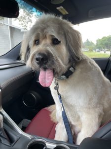 Chewy, a Bouvier des flandres, labrador retriever, great pyrenees, saint bernard mix dog for adoption in edmonton (sherwood park) ab.