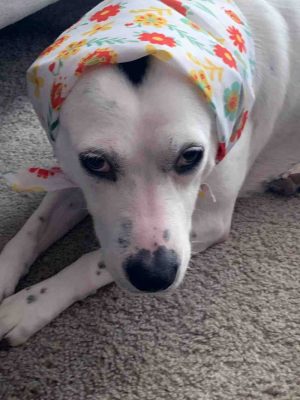 Pretty Dalmatian Lab Mix Dog For Adoption In Charlotte NC – Meet Kozy