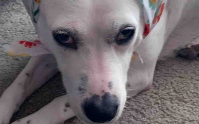 Pretty dalmatian lab mix dog for adoption in charlotte nc – meet kozy