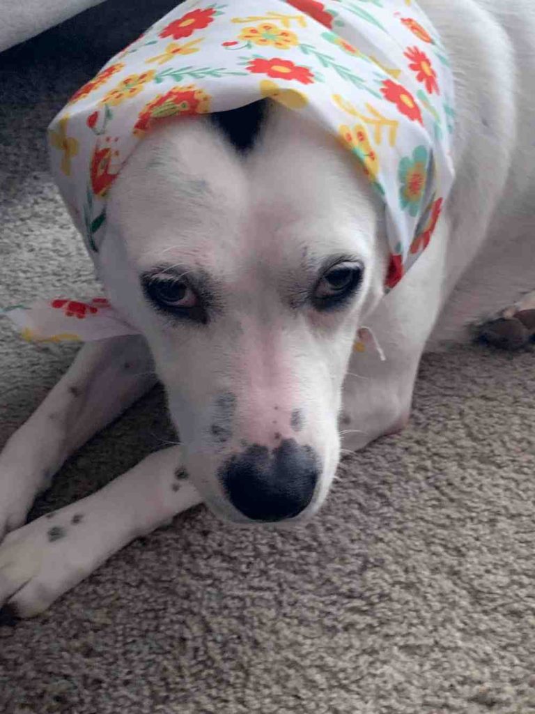 Pretty dalmatian lab mix dog for adoption in charlotte nc – meet kozy