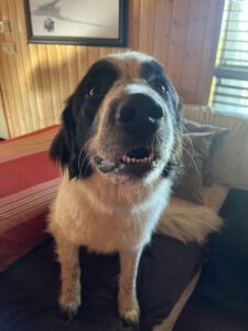 Great pyrenees dog for adoption