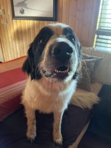 Great Pyrenees Dog for adoption Photo Great Pyrenees Dog for adoption