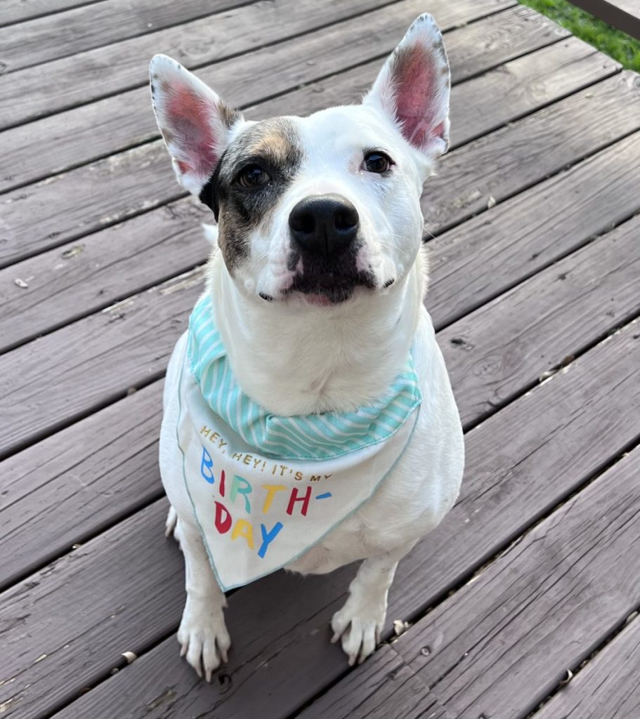 1 amazing american pit bull terrier pitbull for adoption in san antonio – meet oaklie