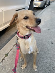 dog for adoption in spring valley ca Photo dog for adoption in spring valley ca