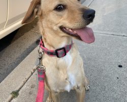 Dog for adoption in spring valley ca
