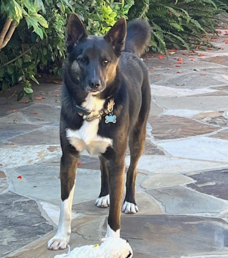 Obedience trained german shepherd mix dog for adoption in la jolla ca – supplies included – adopt tak