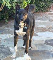 Obedience Trained German Shepherd Mix Dog For Adoption In La Jolla CA – Supplies Included – Adopt Tak