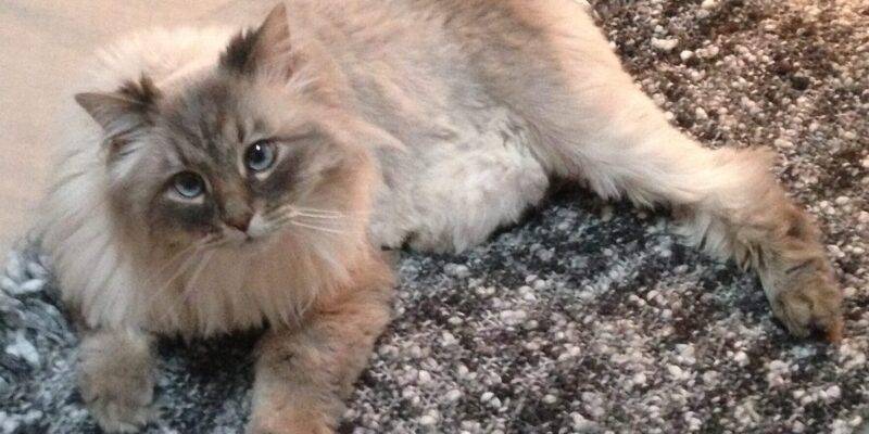 ADOPTED – Siberian Cat in Scranton PA -Meet Talulah
