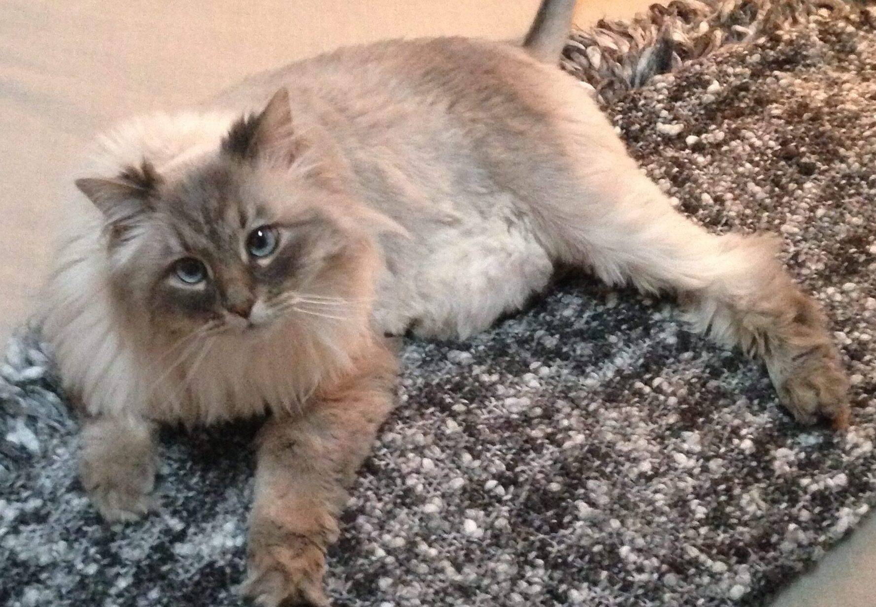 ADOPTED – Siberian Cat in Scranton PA -Meet Talulah
