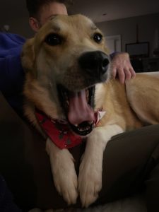 DOG FOR ADOPTION IN NASHVILLE