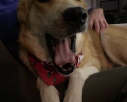 Dog for adoption in nashville