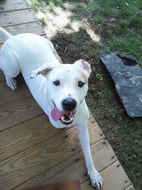 Labrador Retriever Pitbull Mix Dog For Adoption Near Charlotte Nc Adopt Petey Today