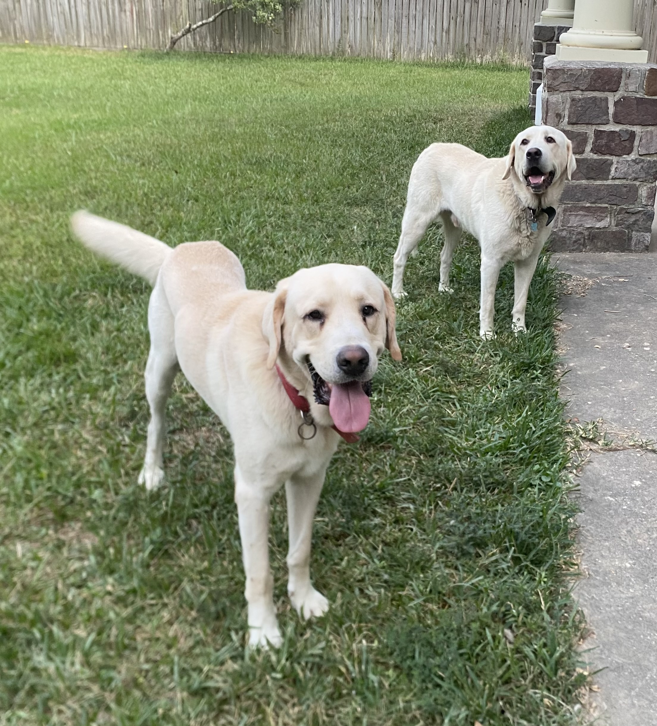 Photo Inseparable Twin Pyrador Dogs for Adoption Near Houston TX – Meet Max & Thor