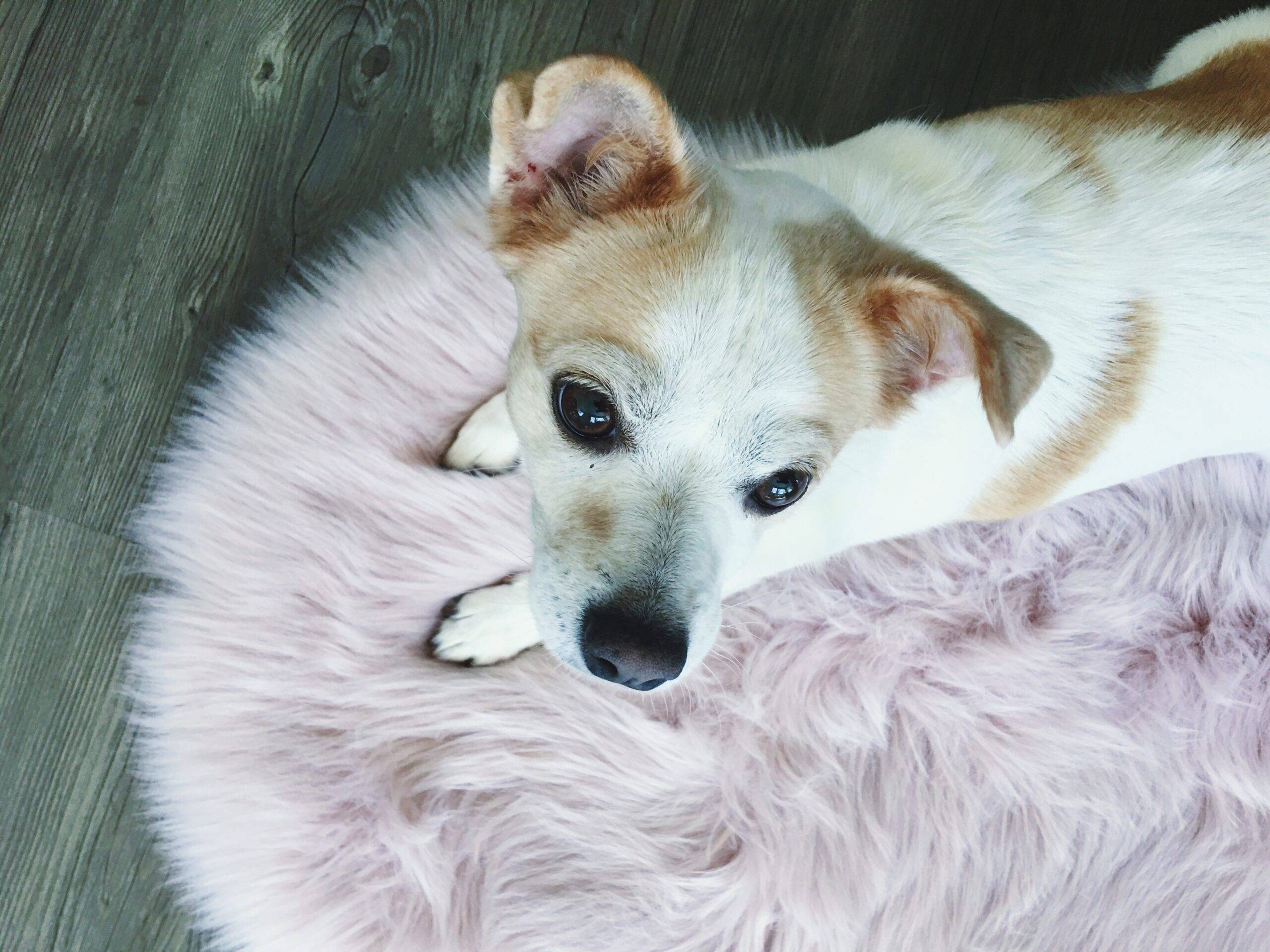 Rehomed!! Cute chihuahua jack russell terrier mix dog  woodland hills ca