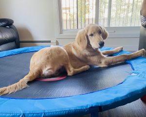 Golden golden retriever poodle mix dog for adoption in edmonton ab