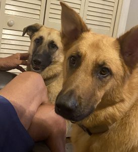 Bonded german shepherd dogs for adoption in birmingham alabama