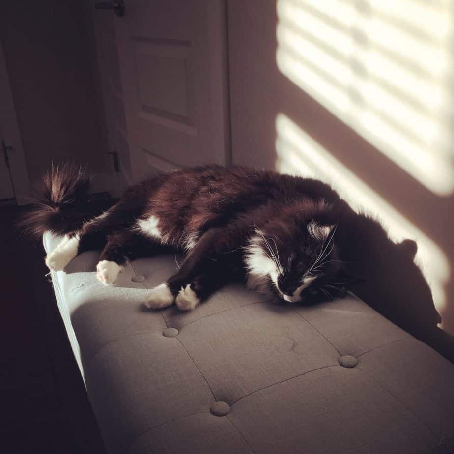 Calvin - ragdoll mix cat for adoption airdrie ab