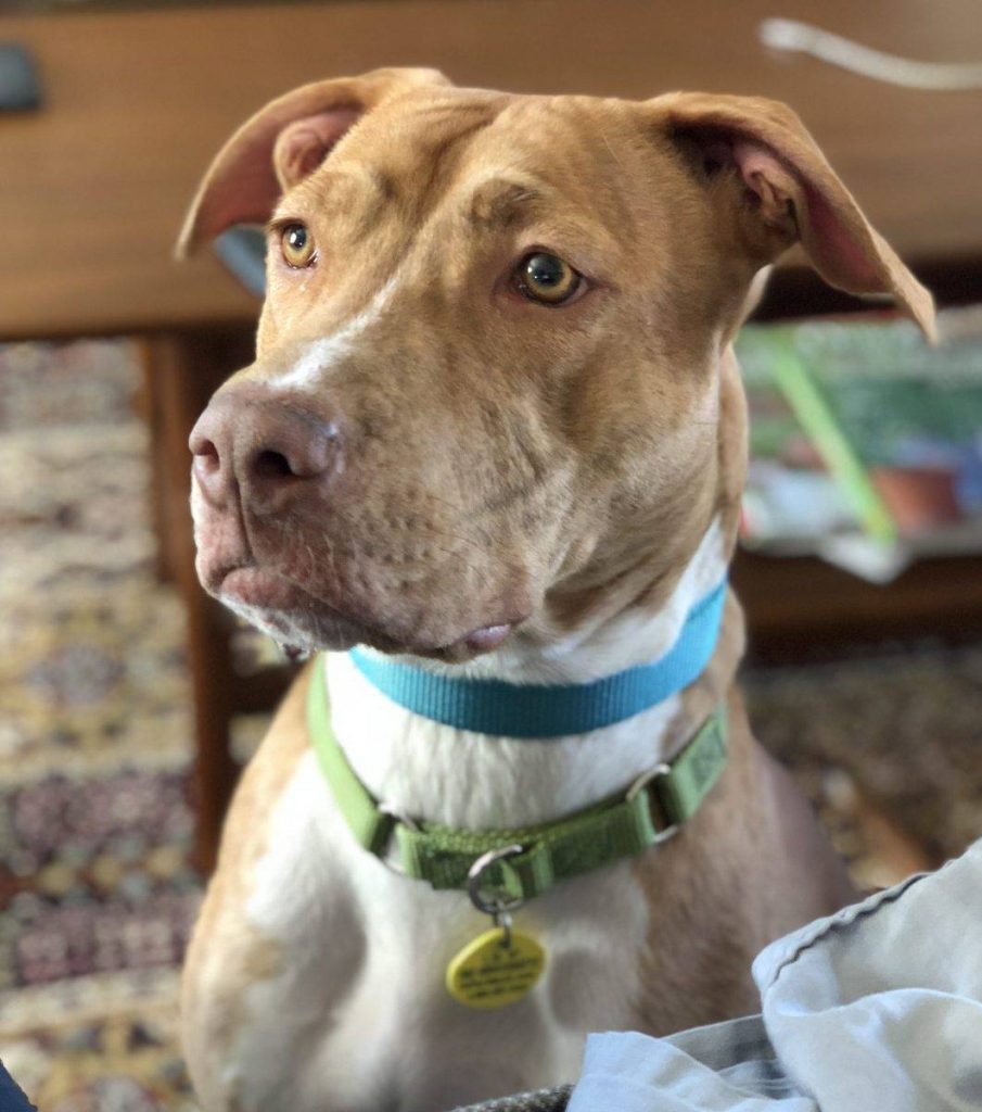American pit bull terrier (pitbull) mix dog for adoption by owner in cleveland oh