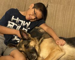 German shepherd dog for adoption
