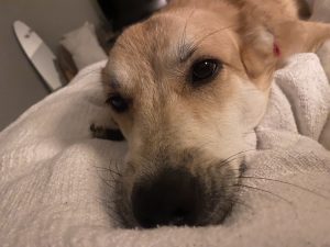 DOG FOR ADOPTION IN NASHVILLE