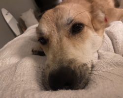 Dog for adoption in nashville
