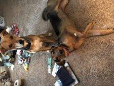 Hound Mix Dog For Private Adoption – Missouri City TX – Adopt Copper