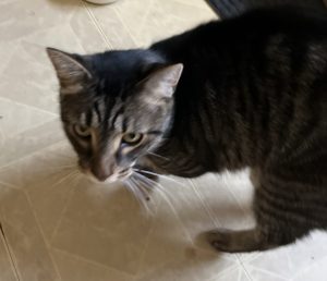 Andy, an adorable grey tabby cat for adoption in willow springs chicago illinois