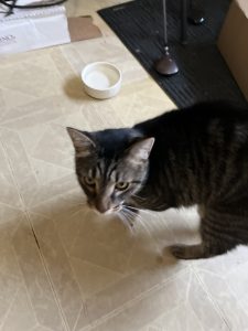 Andy, an adorable grey tabby cat for adoption in willow springs chicago illinois