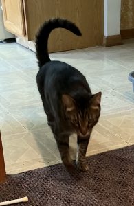 Andy, an adorable grey tabby cat for adoption in willow springs chicago illinois