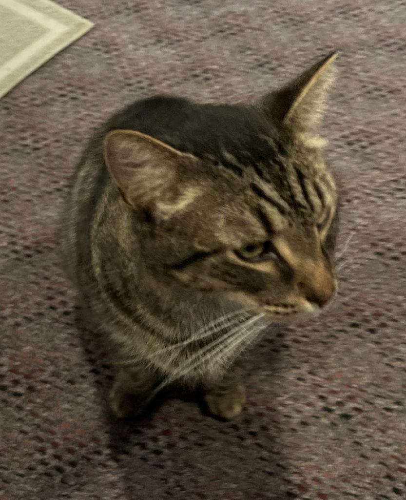 Andy, an adorable grey tabby cat for adoption in willow springs chicago illinois