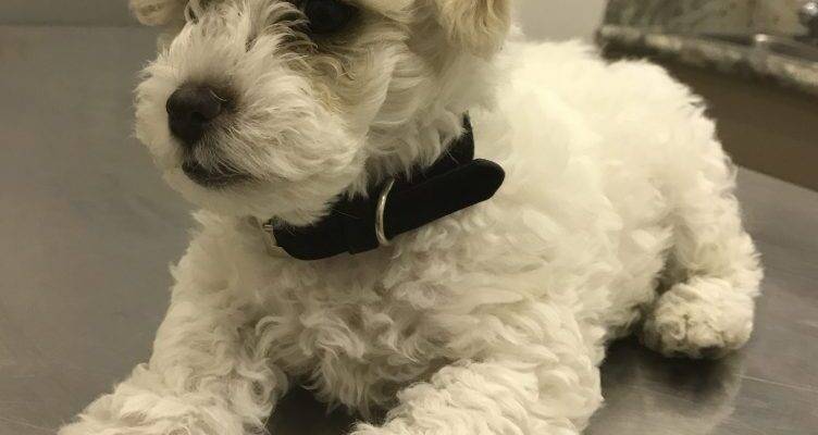 Poodle Mix Puppy For Adoption to Loving Home in Los Angeles