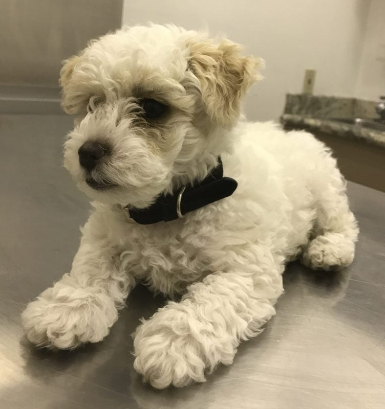 Cute-as-a-button cody – maltipoo puppy for adoption to loving, retired dog lover in la area – supplies included