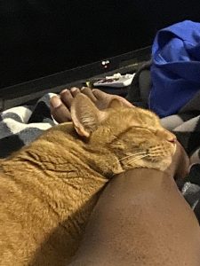 Orange Tabby Cat for Adoption in Farmingdale New York