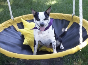 Ellie, a boston terrier blue heeler mix for adoption in indianapolis indiana, sits on a trampoline.
