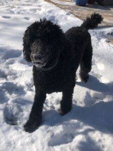 Standard poodle for adoption in san antonio tx - supplies included - adopt axel