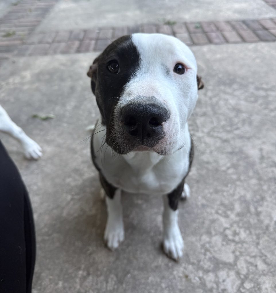 Loving American Bulldog For Adoption in Saint Joseph MO – Meet Athena