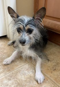 Chihuahua yorkshire terrier shih tzu mix dog for adoption in menifee ca near los angeles and san diego