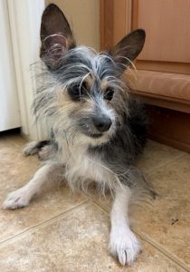 Chihuahua yorkshire terrier shih tzu mix dog for adoption in menifee ca near los angeles and san diego